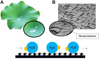 Death at the interface: Nanotechnology’s challenging frontier against microbial surface colonization